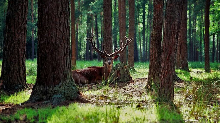 Картинка - 7