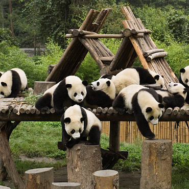 В ГОСТИ К ПАНДЕ (8 дней)